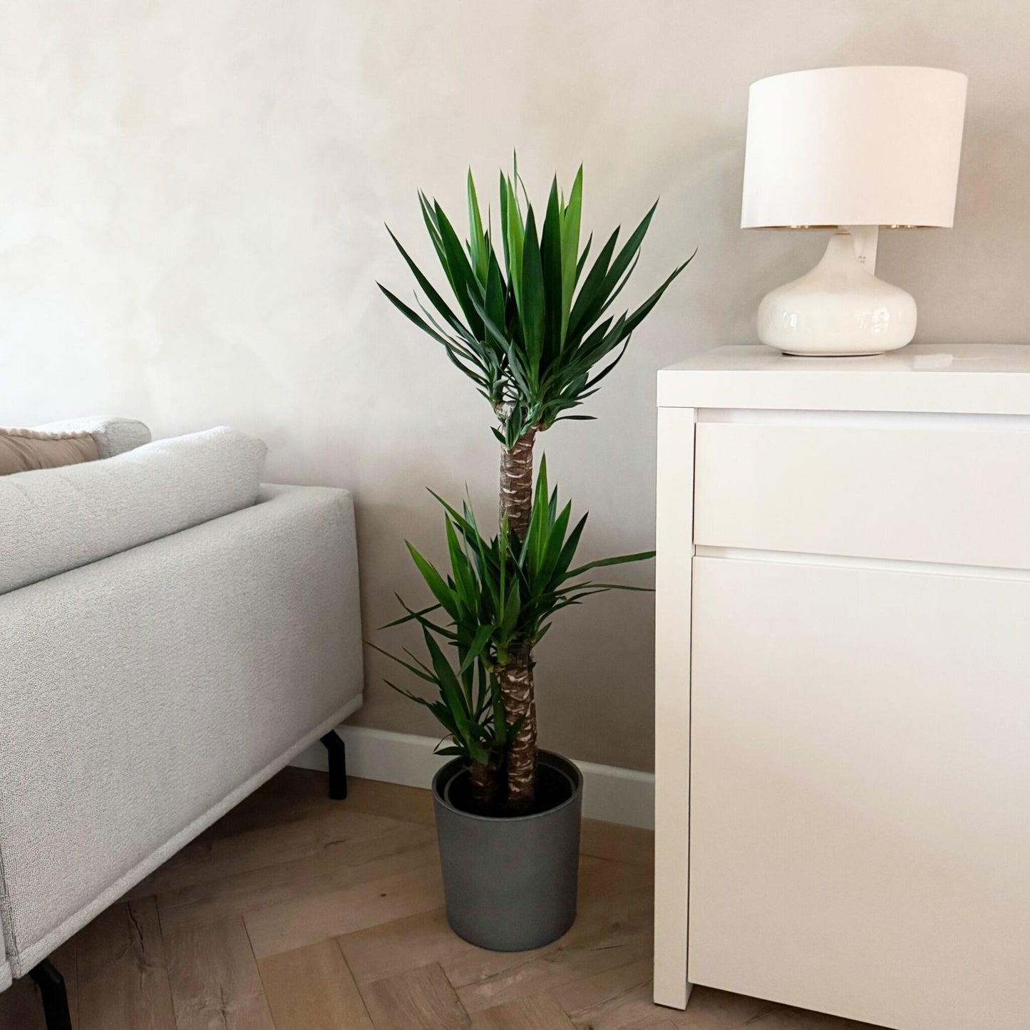 Yuca - Yucca Elephantipes - Altura 130-140cm - ⌀24cm_1