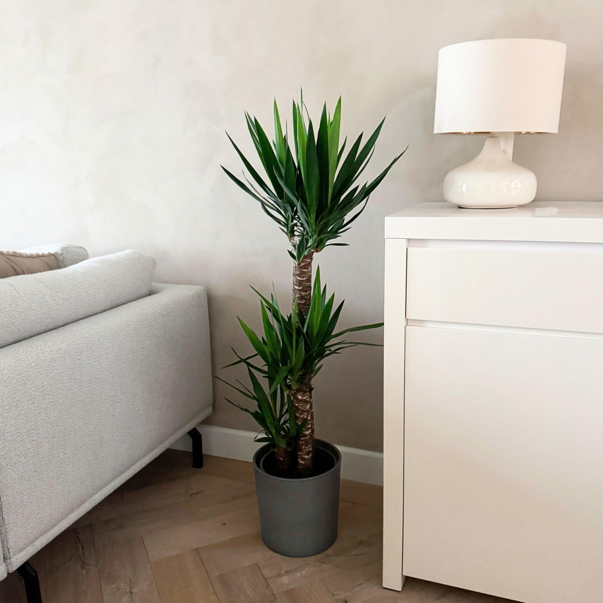 Yuca - Yucca Elephantipes - Altura 130-140cm - ⌀24cm_1