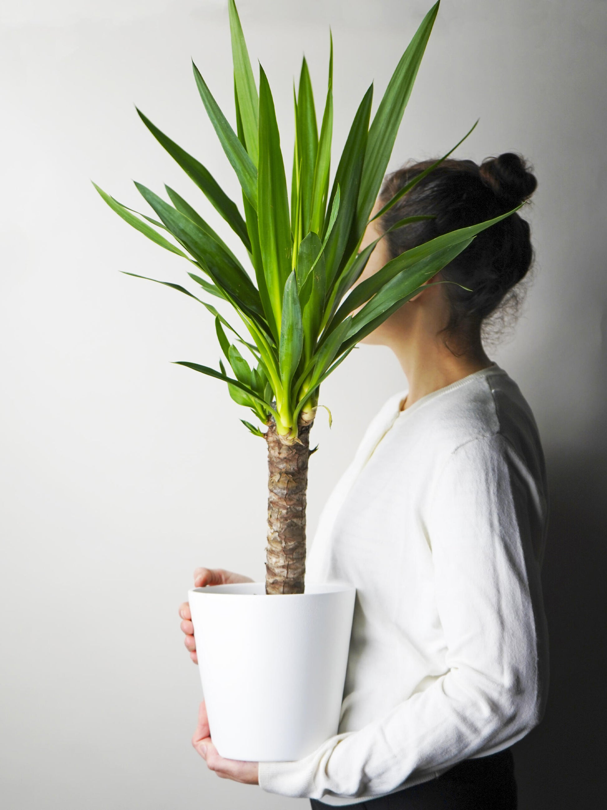 Yuca O Pie De Elefante | Altura 90cm - Diámetro 19cm_0