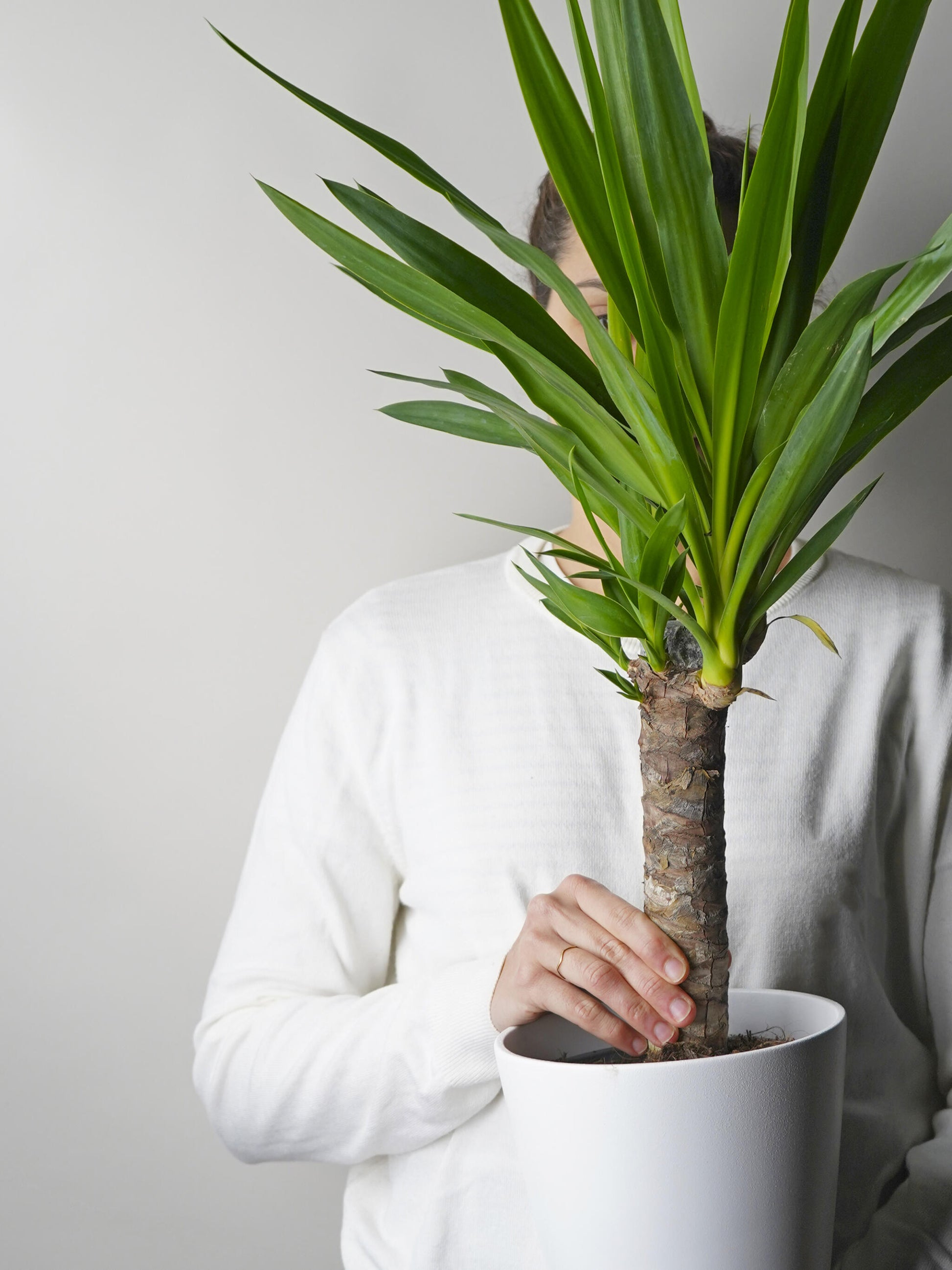 Yuca O Pie De Elefante | Altura 90cm - Diámetro 19cm_1