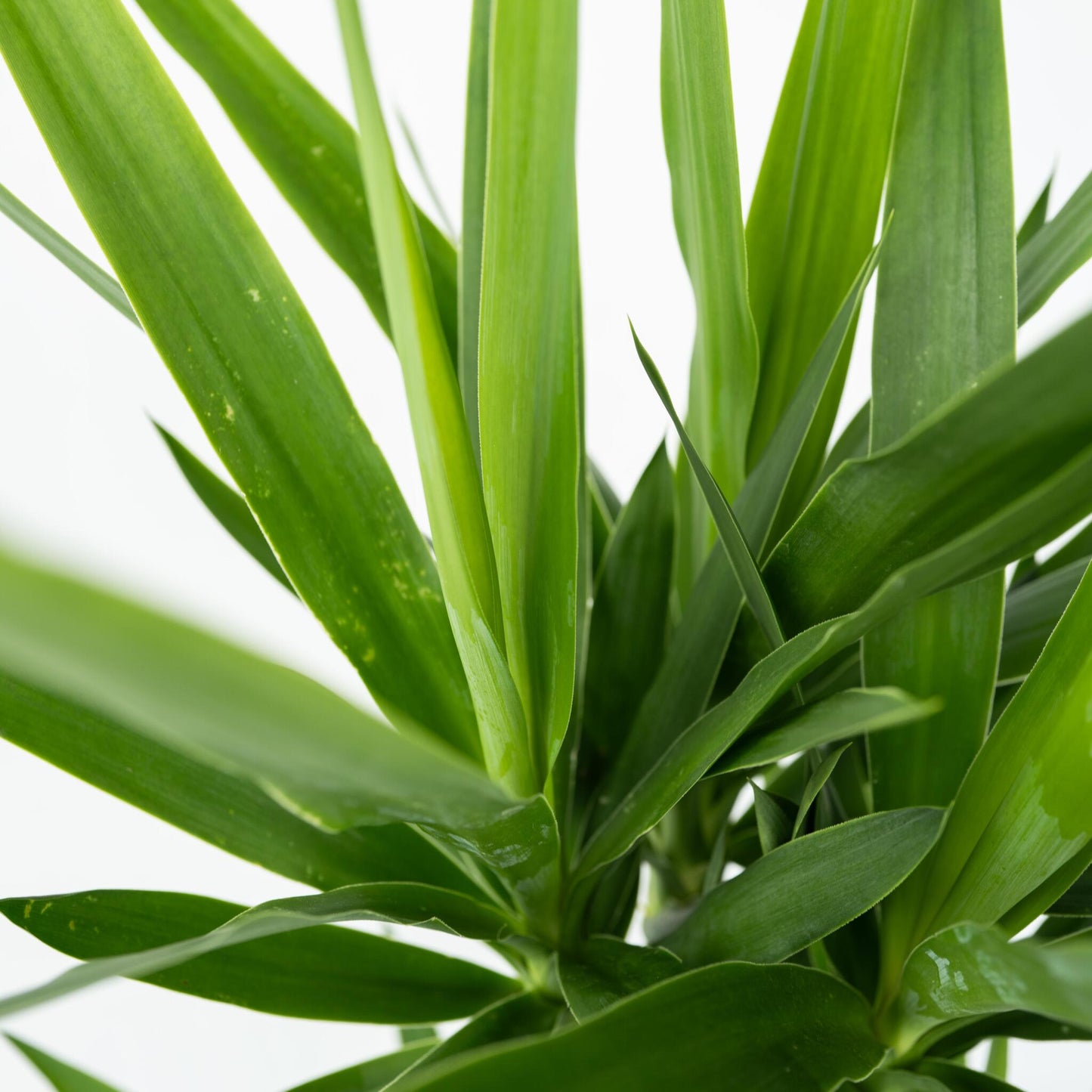 Yuca Pie De Elefante - 2 Pzs - Yucca Elephantipes - Altura 70-80cm - ⌀21cm_3