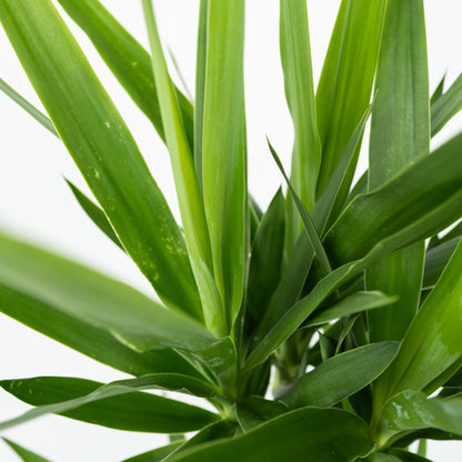 Yuca Pie De Elefante - 2 Pzs - Yucca Elephantipes - Altura 70-80cm - ⌀21cm_3