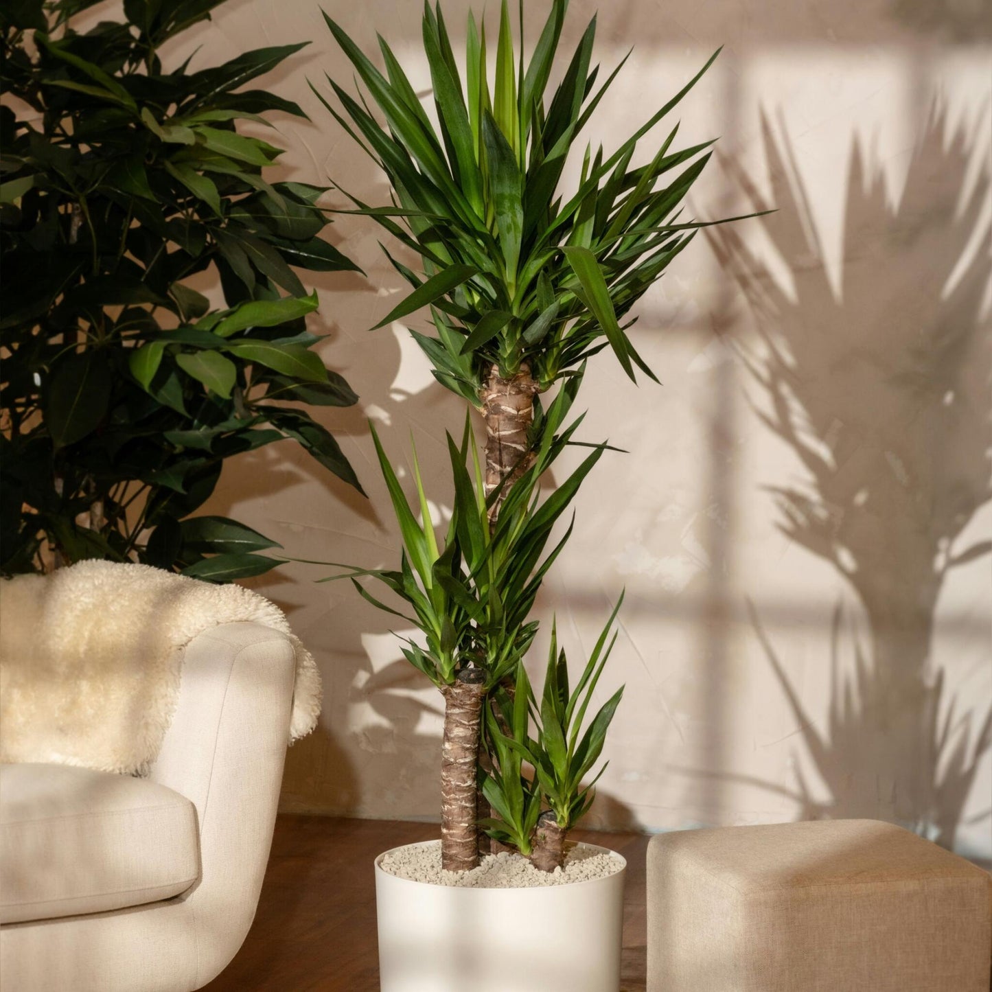 Yuca Pie De Elefante - 2 Pzs - Yucca Elephantipes - Altura 70-80cm - ⌀21cm_4