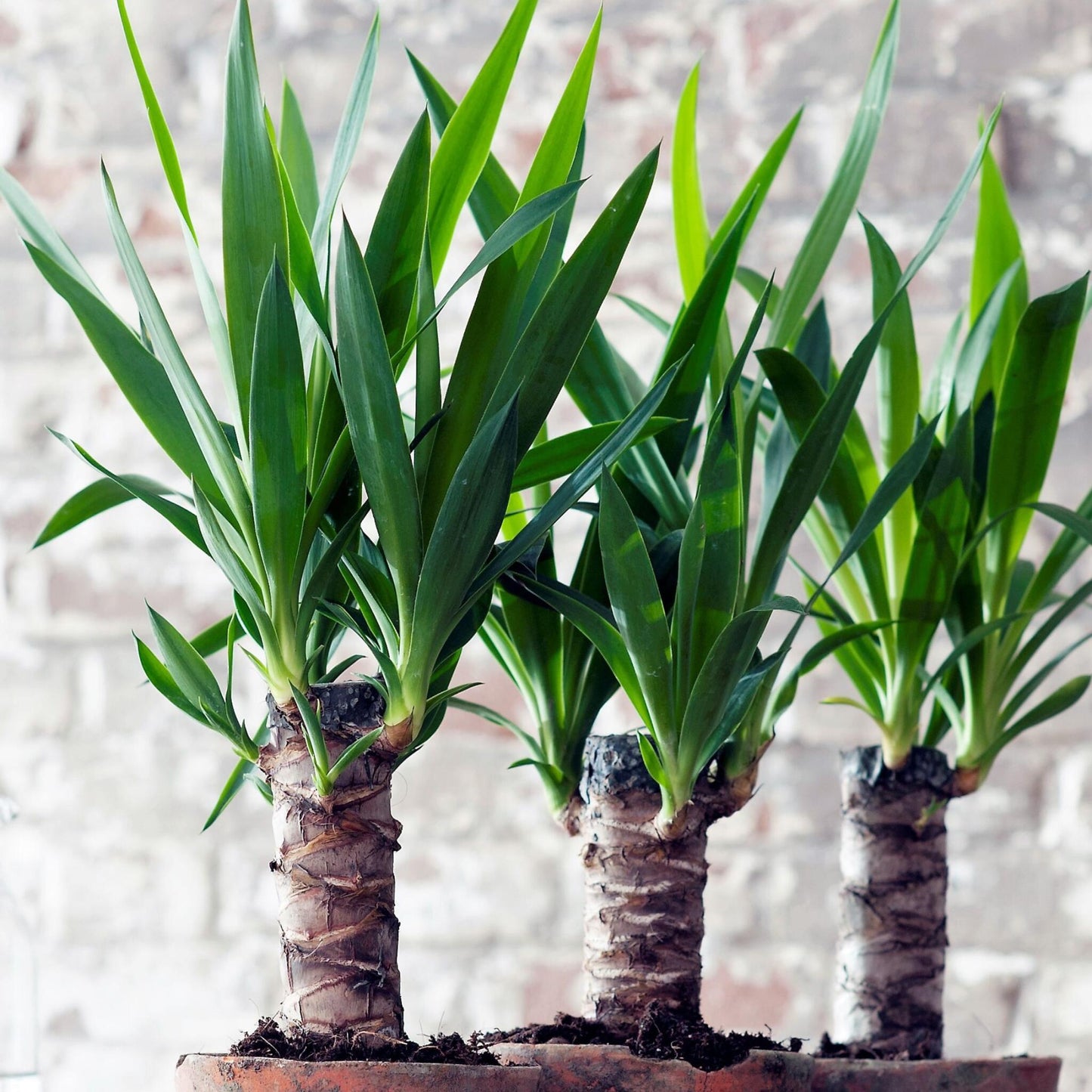 Yuca Pie De Elefante - 3 Pzs - Yucca Elephantipes - Altura 50-60cm - ⌀14cm_1