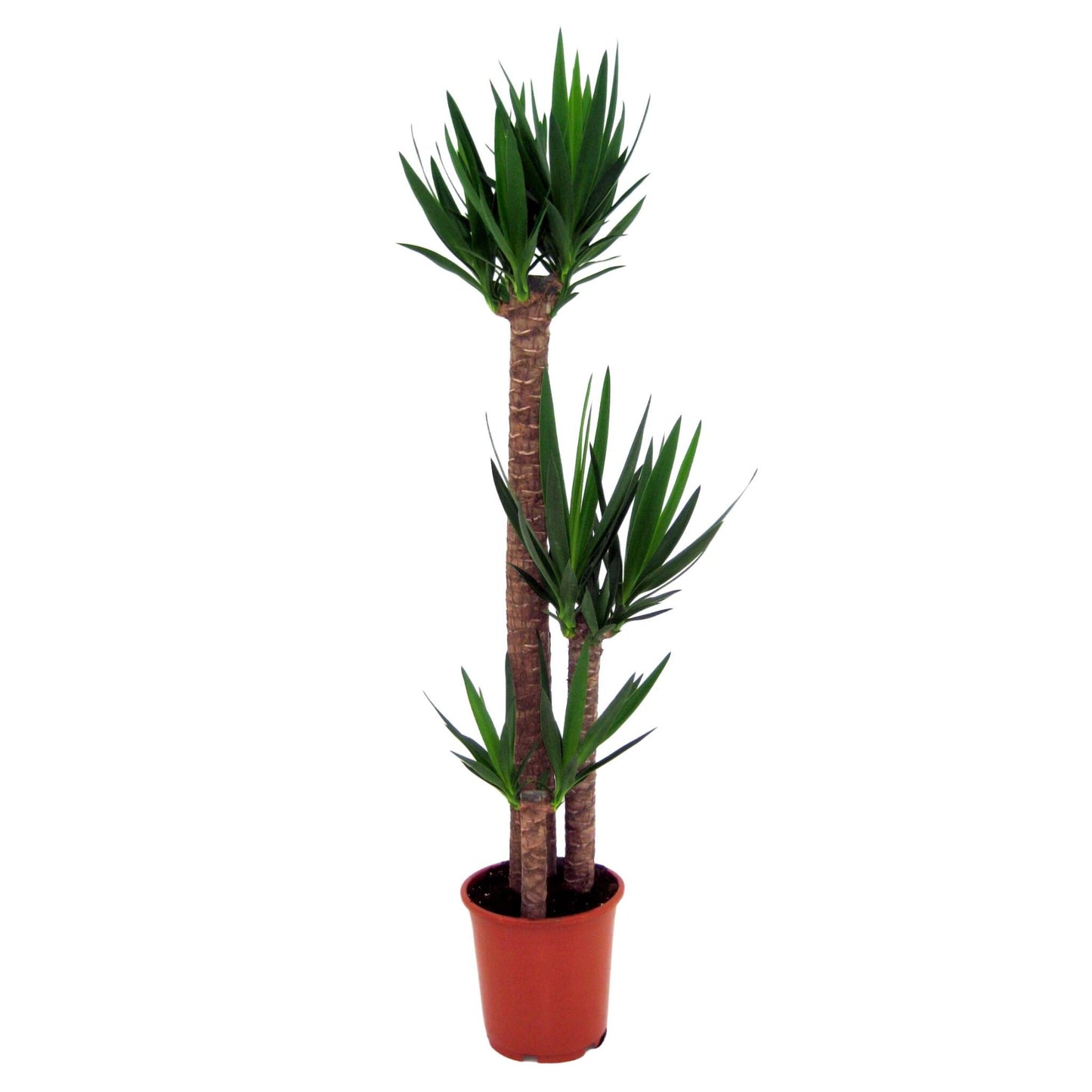 Yuca Pie De Elefante - Yucca Elephantipes - Altura 150-170cm - ⌀27cm_0