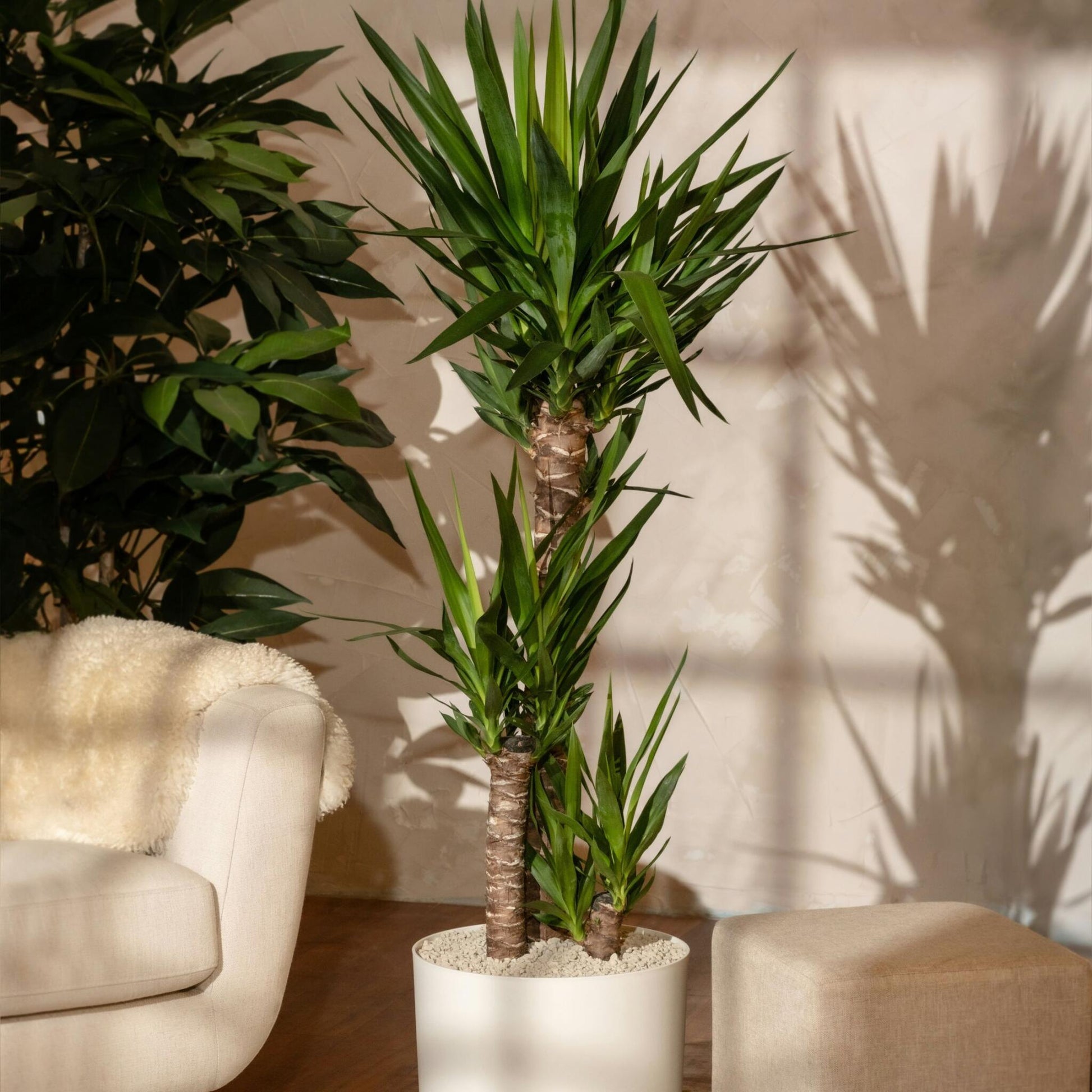 Yuca Pie De Elefante - Yucca Elephantipes - Altura 150-170cm - ⌀27cm_4