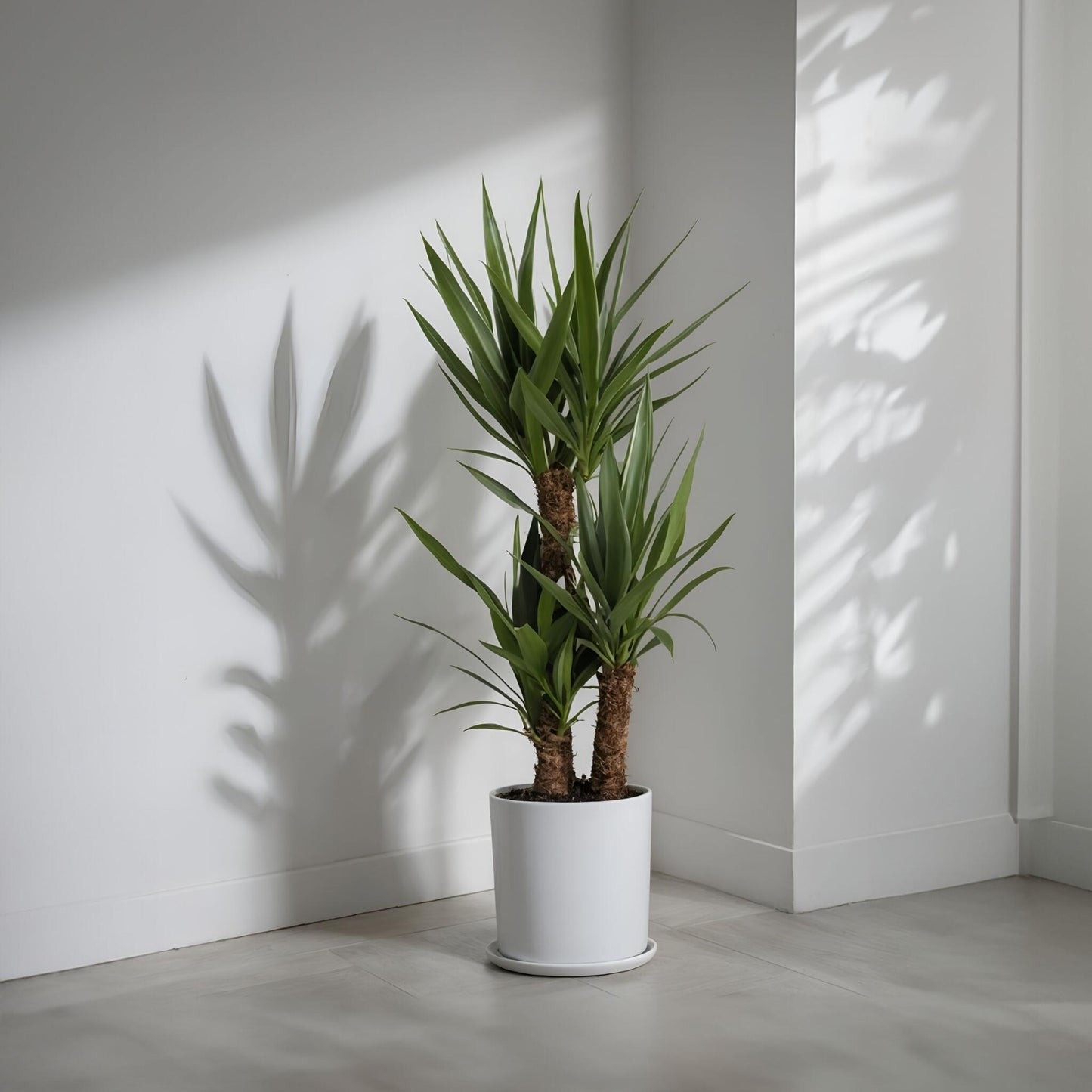 Yuca Pie De Elefante - Yucca Elephantipes - Altura 70-80cm - ⌀17cm_1