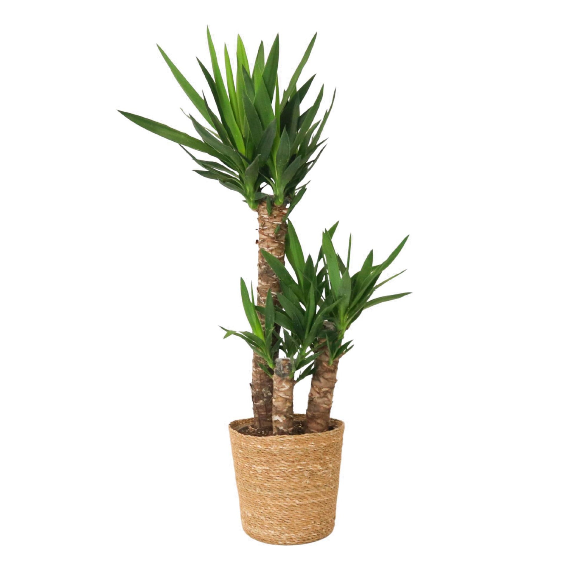 Yuca Pie De Elefante - Yucca Elephantipes - Altura 70-80cm - ⌀21cm_0