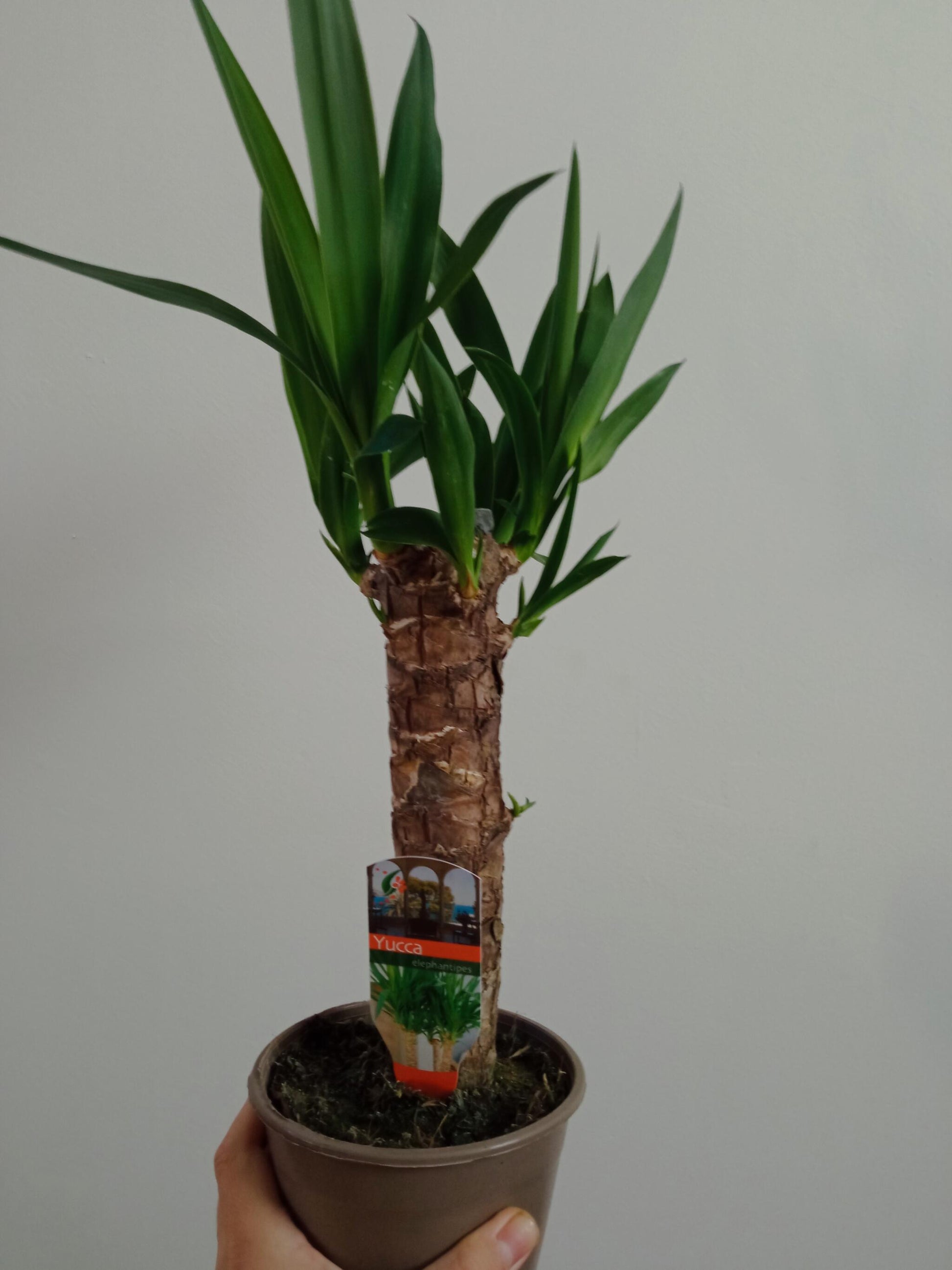 Yucca Tronco De Brasil Planta De Interior Ø14 - 50 Cm_0