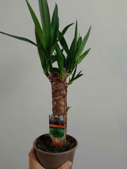 Yucca Tronco De Brasil Planta De Interior Ø14 - 50 Cm_0