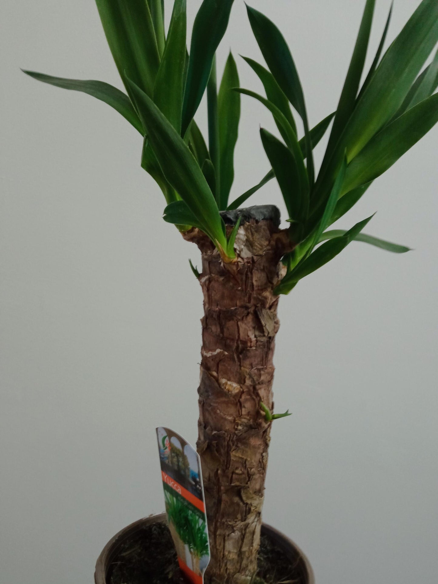 Yucca Tronco De Brasil Planta De Interior Ø14 - 50 Cm_1