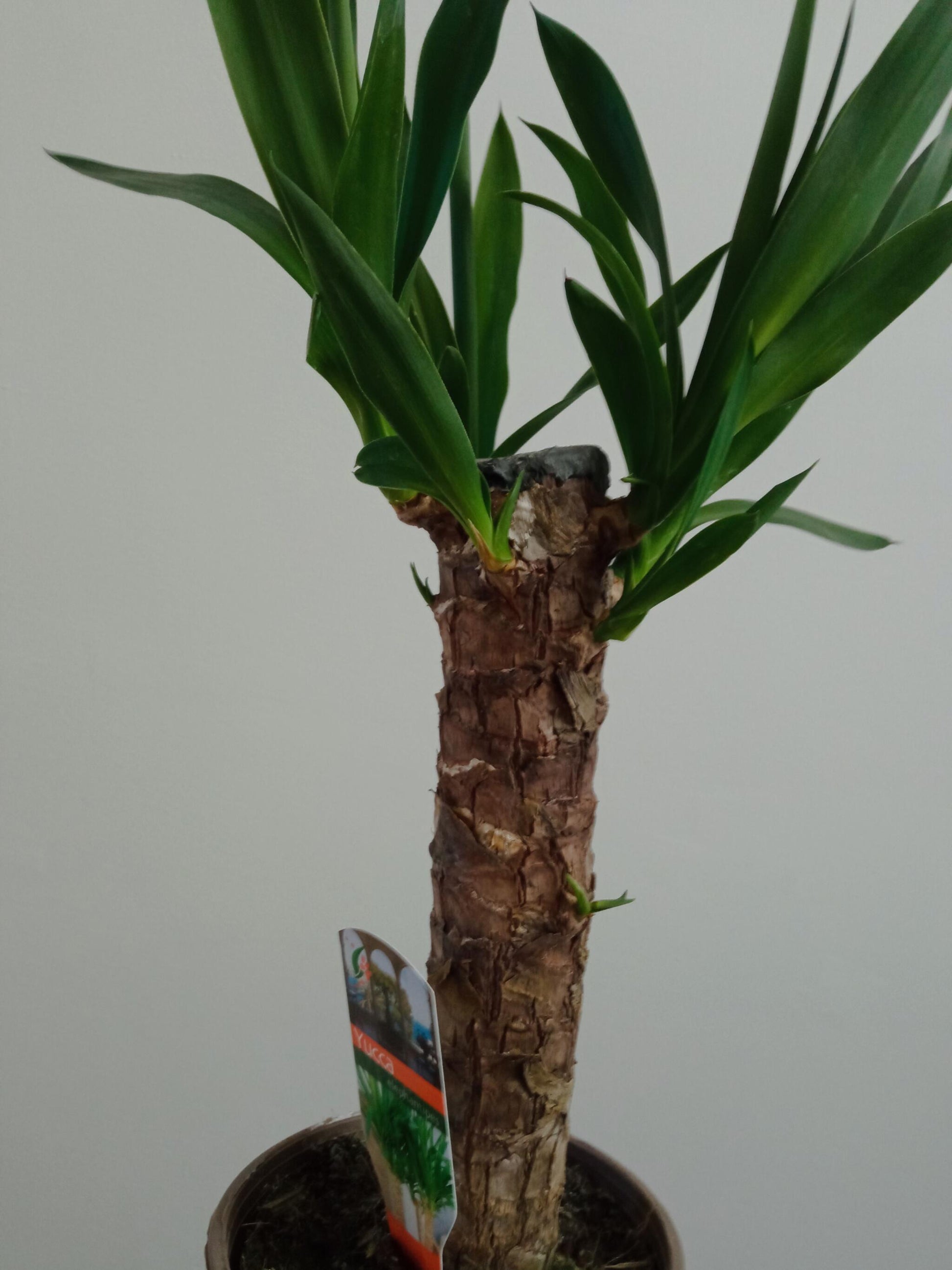 Yucca Tronco De Brasil Planta De Interior Ø14 - 50 Cm_1