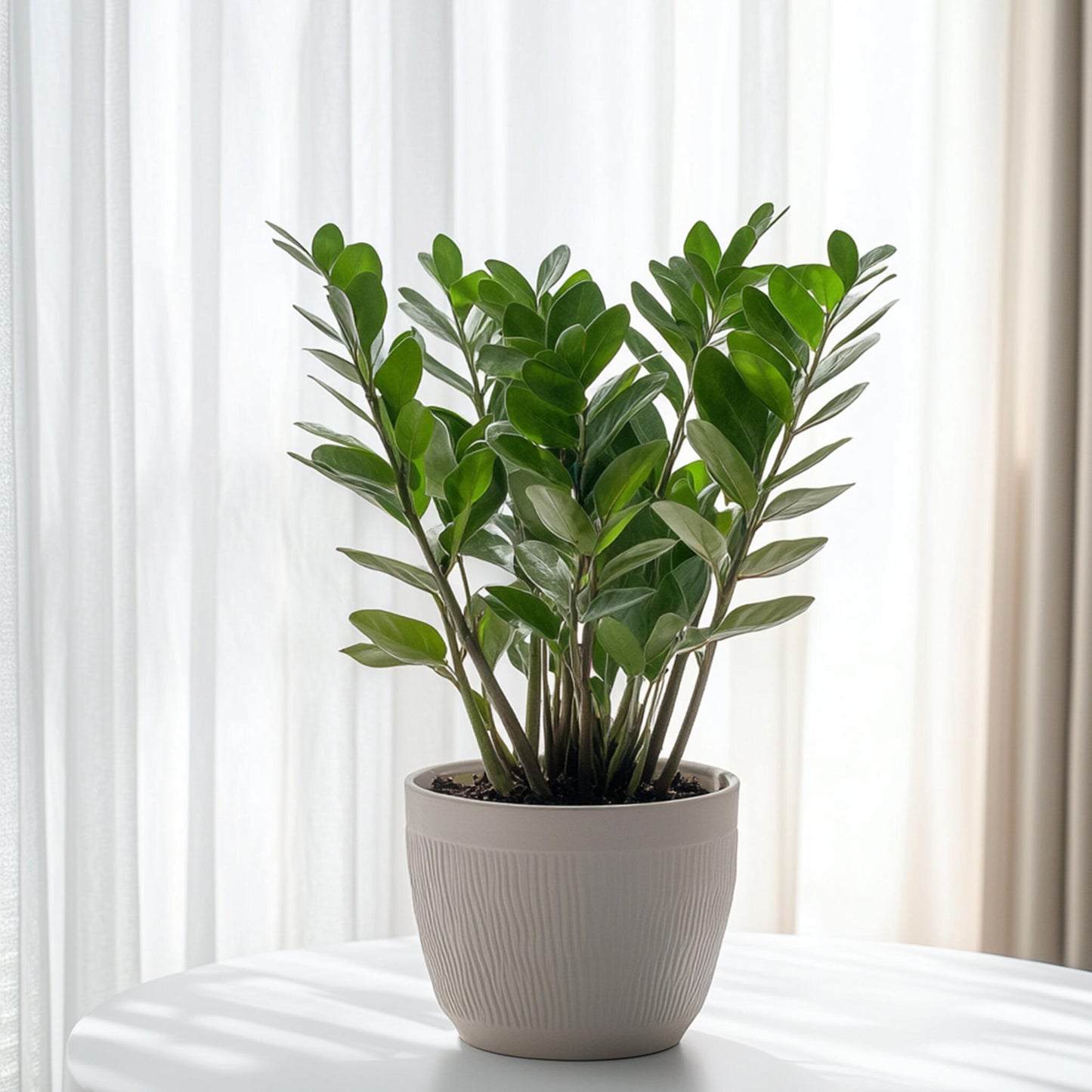 Zamioculca - Zamioculcas Emerald - Altura 70-80cm - ⌀21cm_1