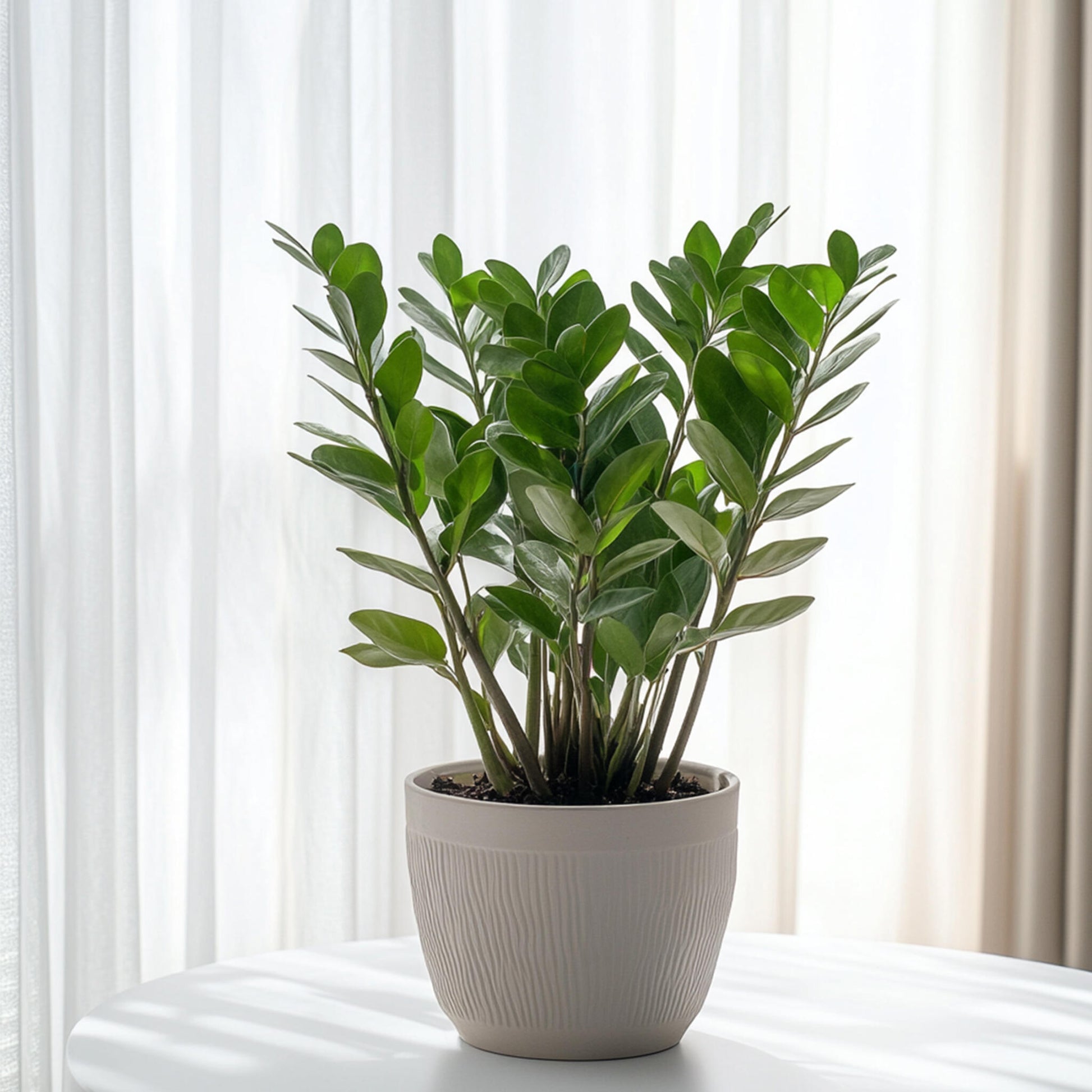 Zamioculca - Zamioculcas Emerald - Altura 70-80cm - ⌀21cm_1
