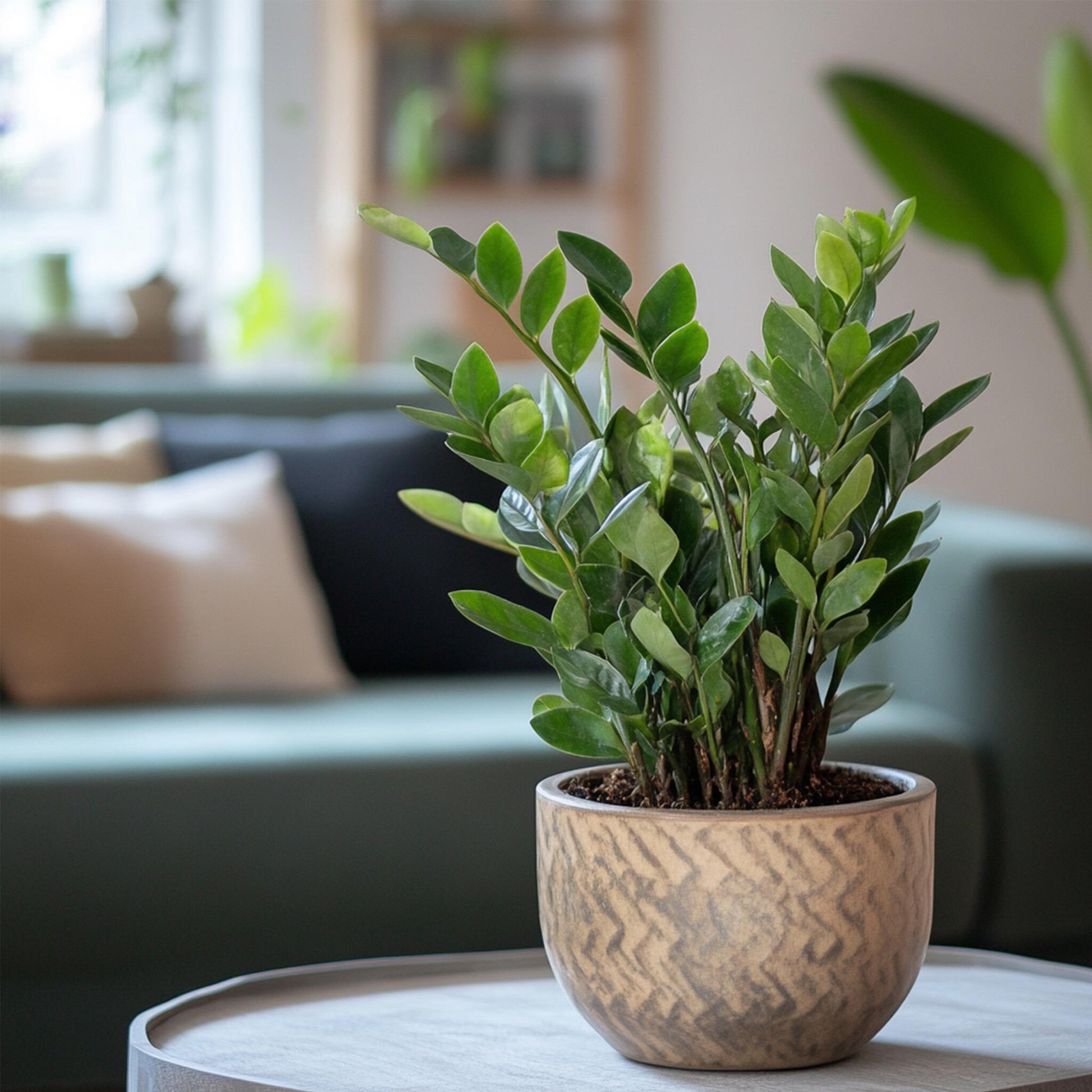 Zamioculca - Zamioculcas Emerald - Altura 70-80cm - ⌀21cm_4