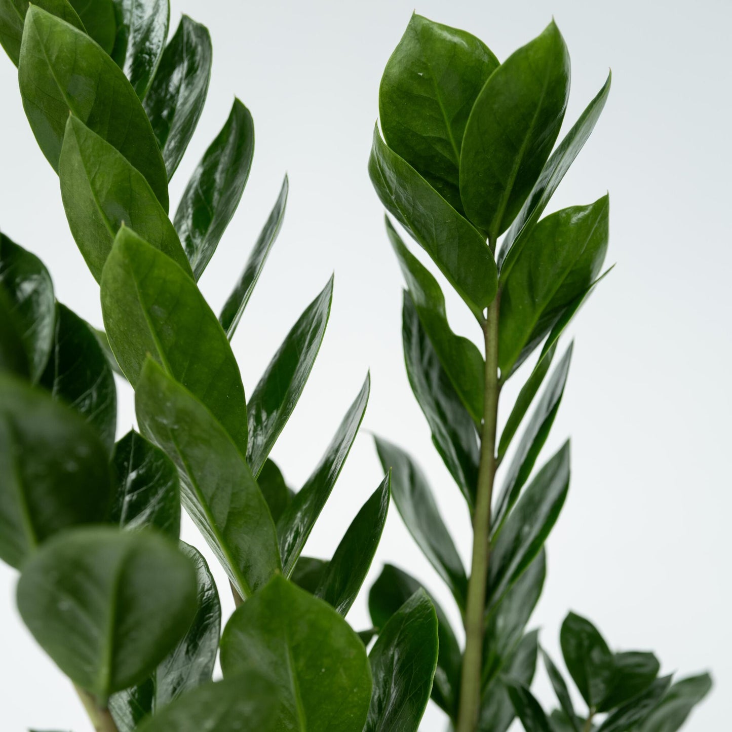 Zamioculca - Zamioculcas Zamiifolia - Altura 55-65cm - ⌀17cm_3