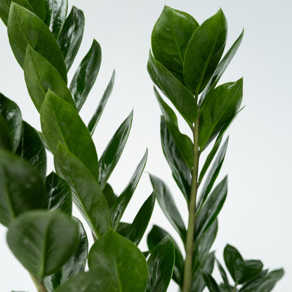 Zamioculca - Zamioculcas Zamiifolia - Altura 55-65cm - ⌀17cm_3
