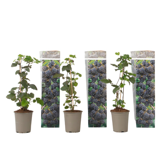Zarzamora - 3 Piezas - Rubus Thornless - Altura 25-40cm - ⌀9cm_0