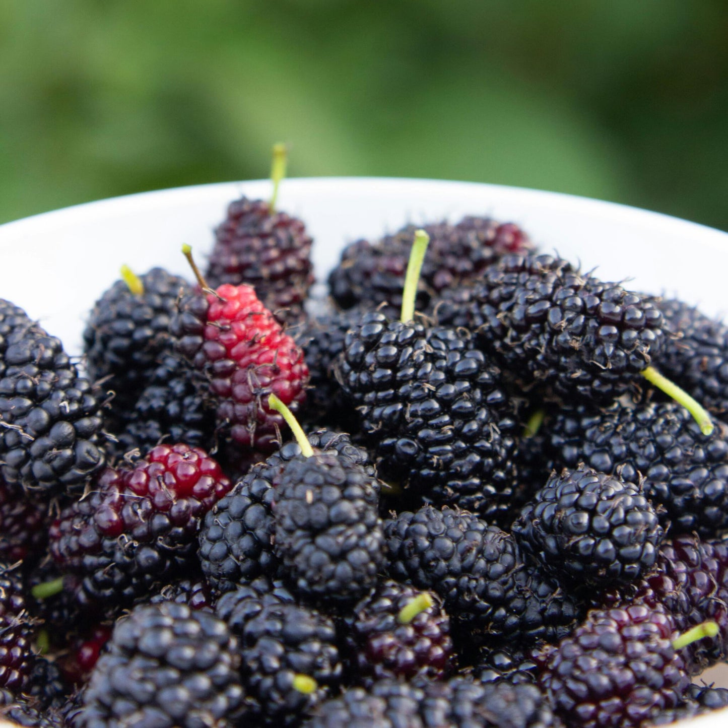 Zarzamora - 3 Piezas - Rubus Thornless - Altura 25-40cm - ⌀9cm_3