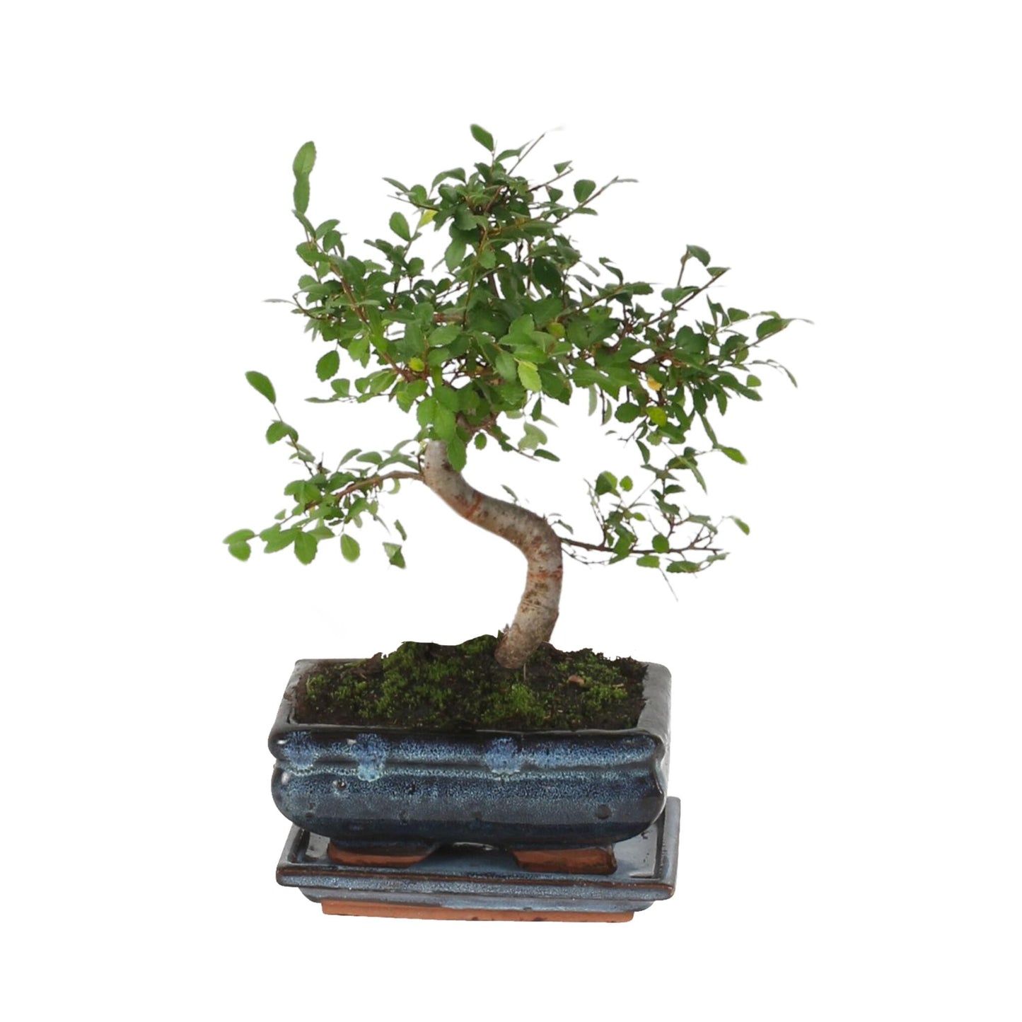 Zelcova Del Japón - Zelkova Serrata - Altura 20-30cm - ⌀20cm_0