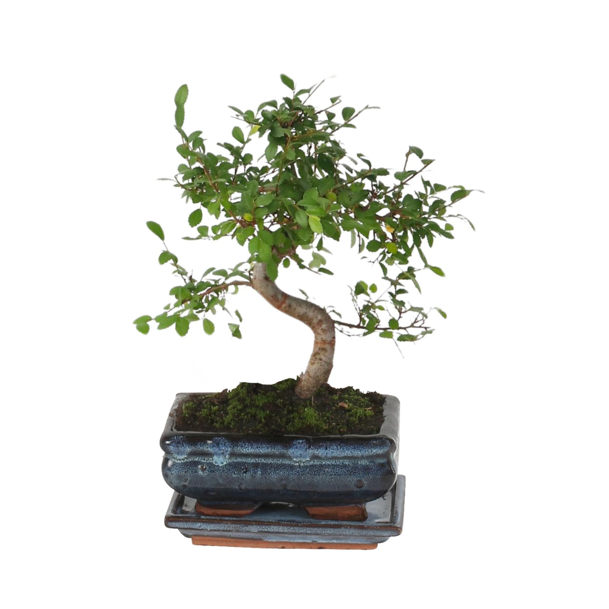 Zelcova Del Japón - Zelkova Serrata - Altura 20-30cm - ⌀20cm_0