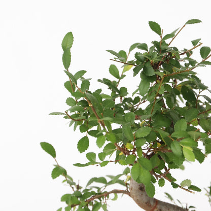Zelcova Del Japón - Zelkova Serrata - Altura 20-30cm - ⌀20cm_3