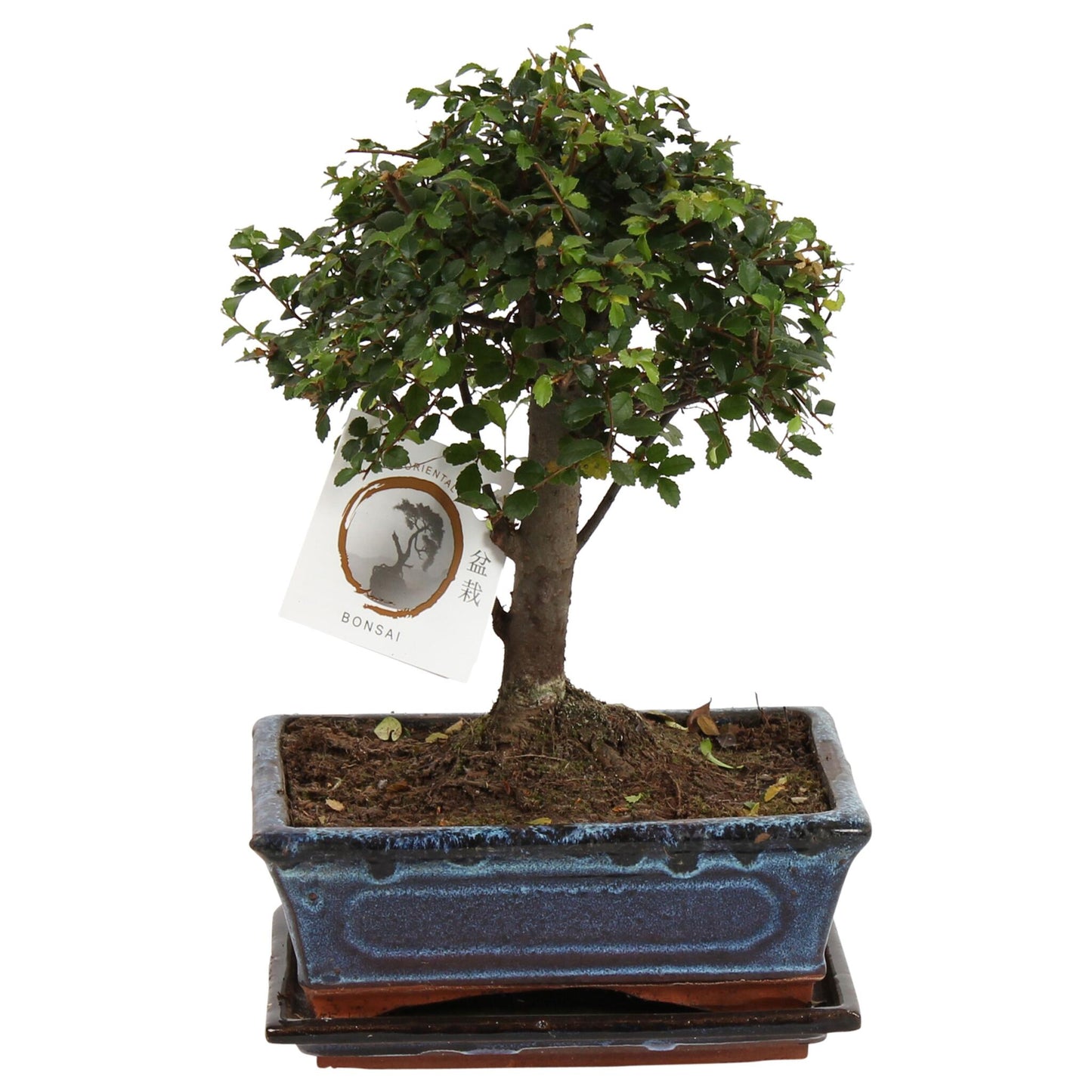 Zelcova Del Japón - Zelkova Serrata - Altura 25-35cm - ⌀20cm_0