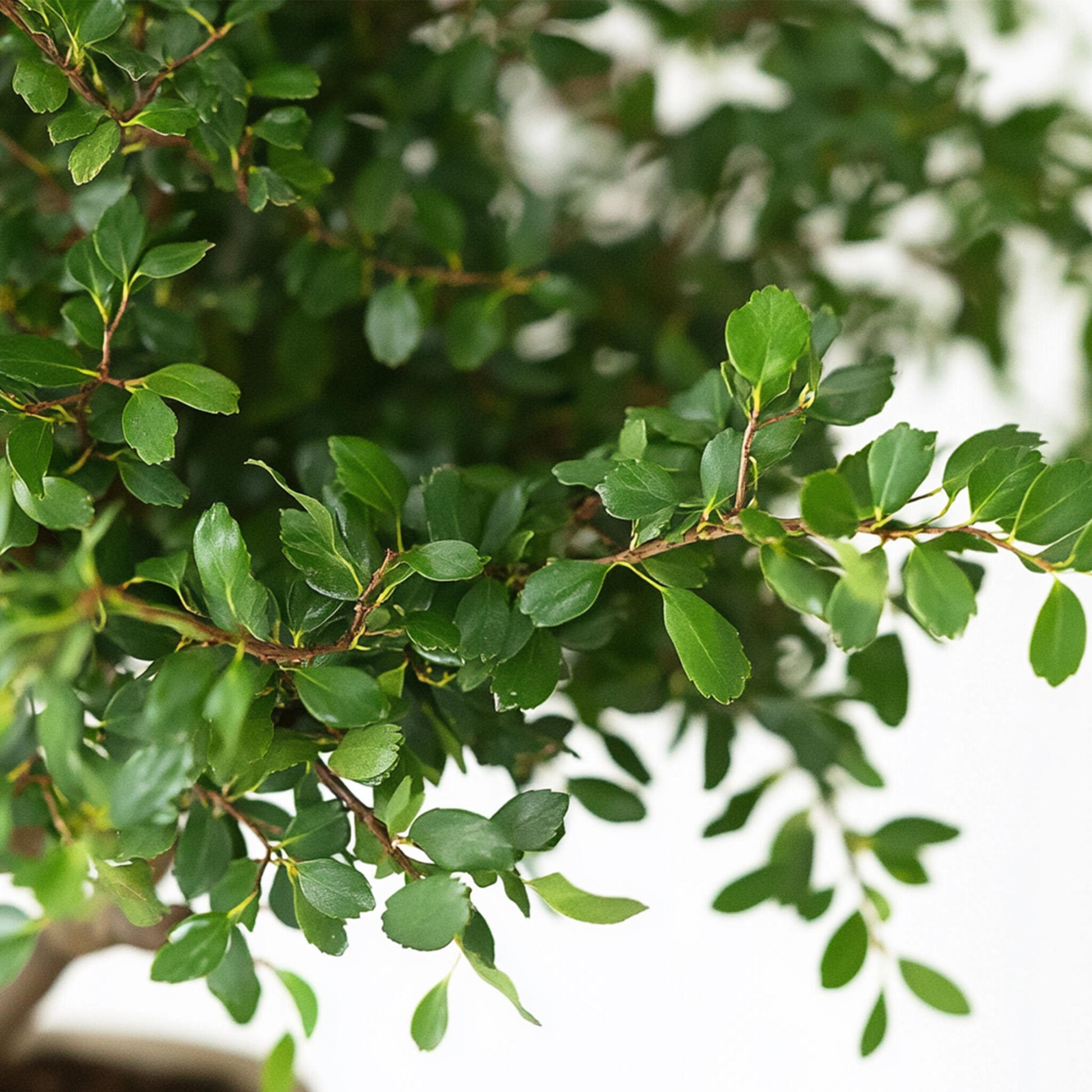 Zelcova Del Japón - Zelkova Serrata - Altura 25-35cm - ⌀20cm_3