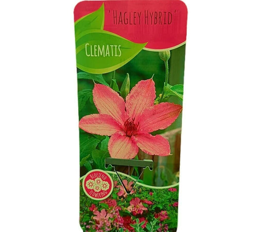 Clematis Hagley Hybrid M14_0