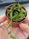 Senecio Ottona Verde Pequena planta suspensa 5 Cms