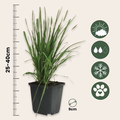 Hierba Da Las Pampas - 6 Pzs - Cortaderia Selloana - Altura 25-40cm - ⌀9cm_2