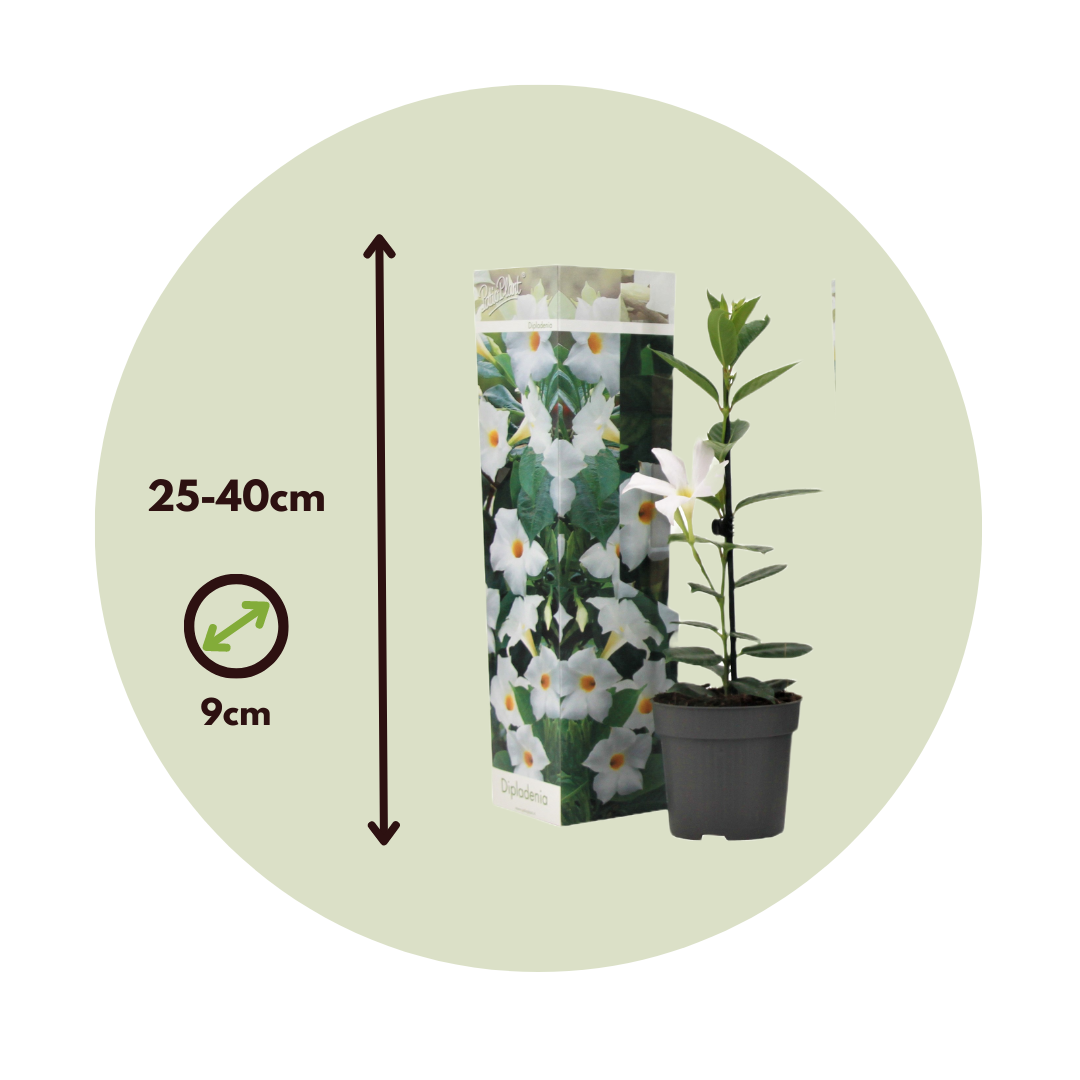 Mandevilla - 3 Pzs - Dipladenia Sanderii 'rio White' - Altura 25-40cm - ⌀9cm_2