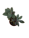 Planta Suculenta Senecio Granti Ø5