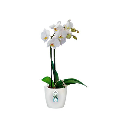 Vaso para orquídeas Elho Bruxelas translúcido 13 cm