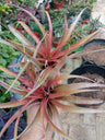Tillandsia Red Star M Planta Aérea