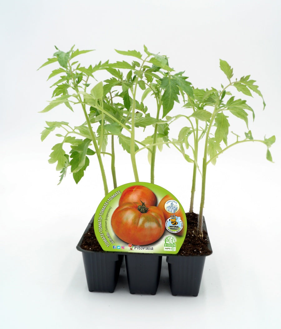 Pack Plantones Tomate Hibrido Para Ensalada 6 Ud.  Natural - Fitoralia_0