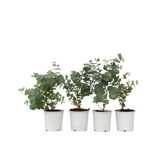 Eucalipto - 4 Pzs - Eucalyptus 'pulverulenta' - Altura 25-40cm - ⌀12cm_0