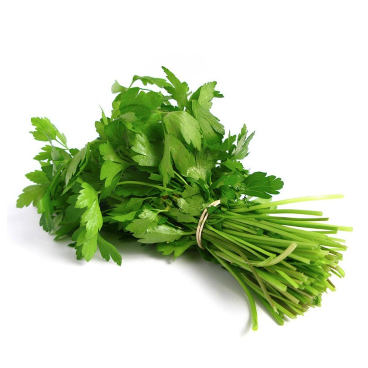 Plantón De Cilantro En Maceta 11 Cm_0