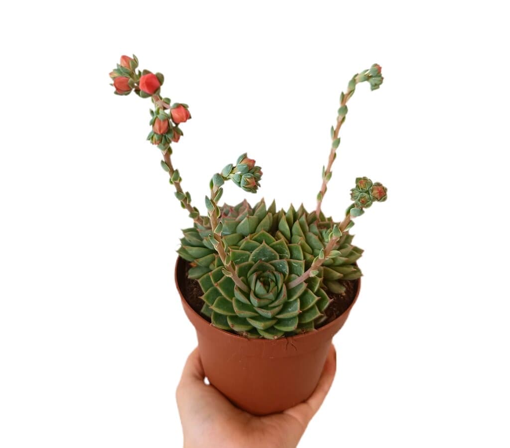 Echeveria Fabiola M13_0