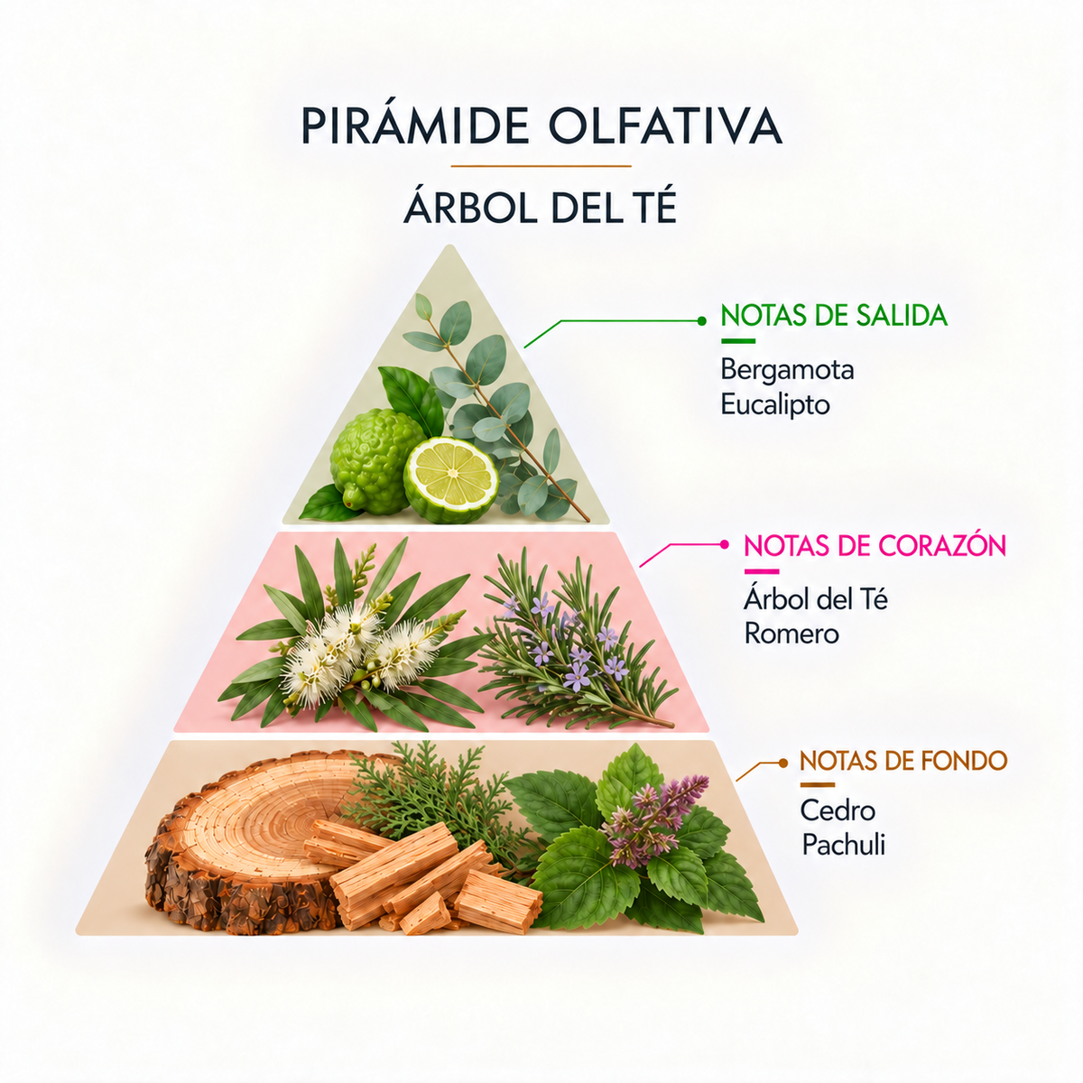 Esencia Natural Árbol de Té SYS Aromas 12 ml | Aroma Fresco y Herbal | Para Quemadores y Humidificadores_2