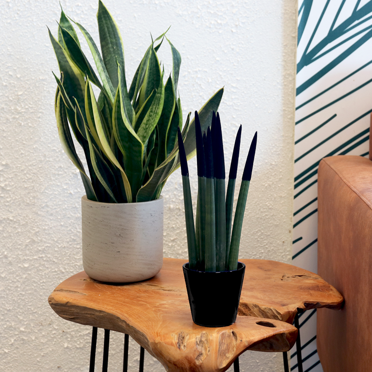 Lengua De Suegra Cilíndrica - Sansevieria Cylindrica - Altura 20-40cm - ⌀9cm_1