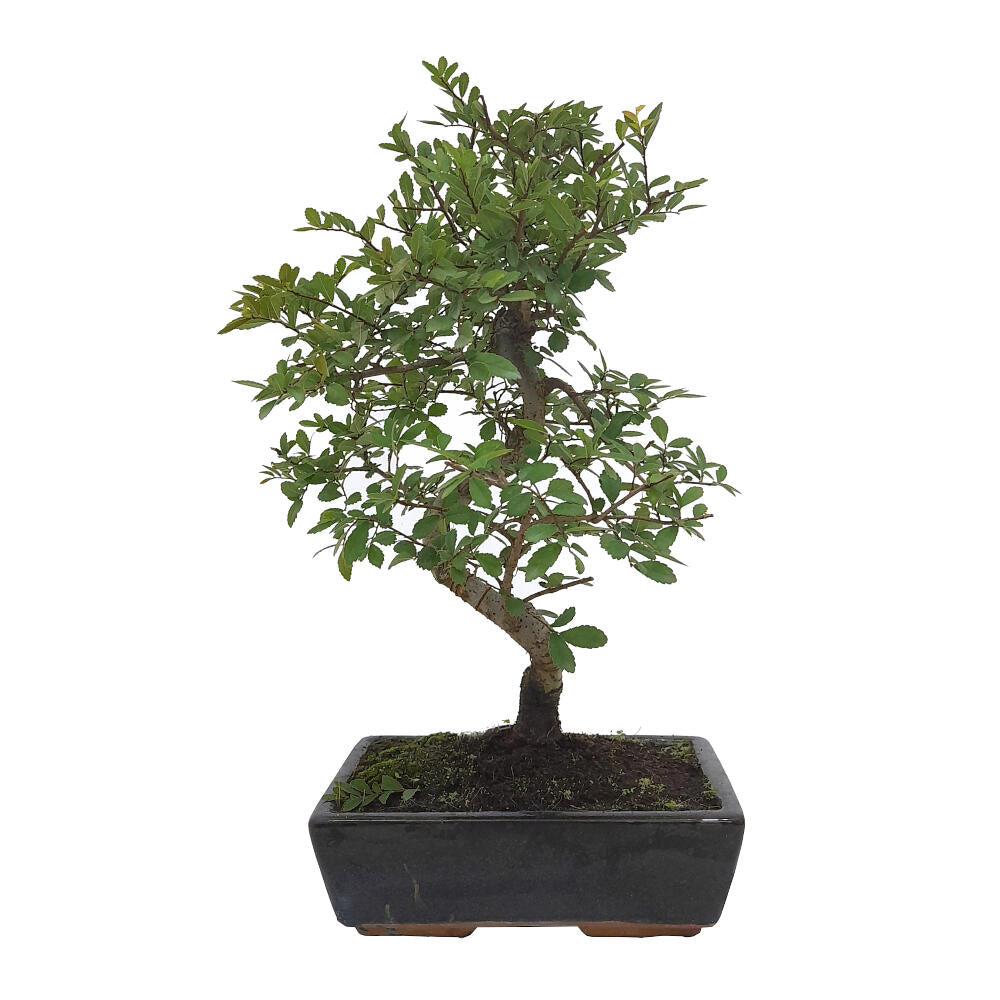 Pack Iniciación Bonsai Zelkova 6 Años Incluye Tijeras Y Abono_1