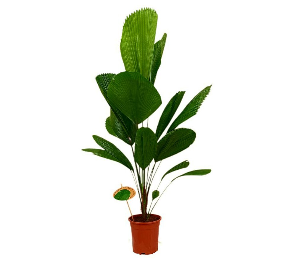 Licuala Grandis M19 100 - 120cm_0