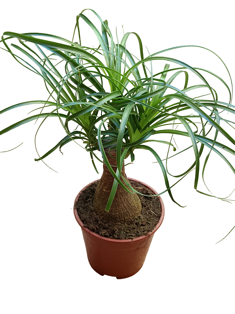 Nolina Planta Pata De Elefante 35 Cm Interior Ø14_0