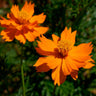 Sementes Cosmos Laranja Orgânicas