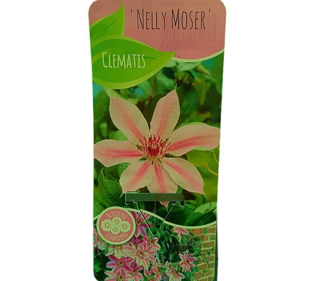 Clematis Nelly Moser M14_0