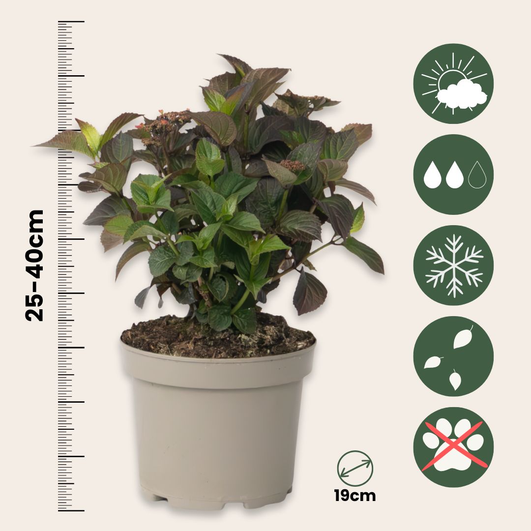 Hortensia - Hydrangea Paniculata 'dare Devil' - Altura 25-40cm - ⌀19cm_2
