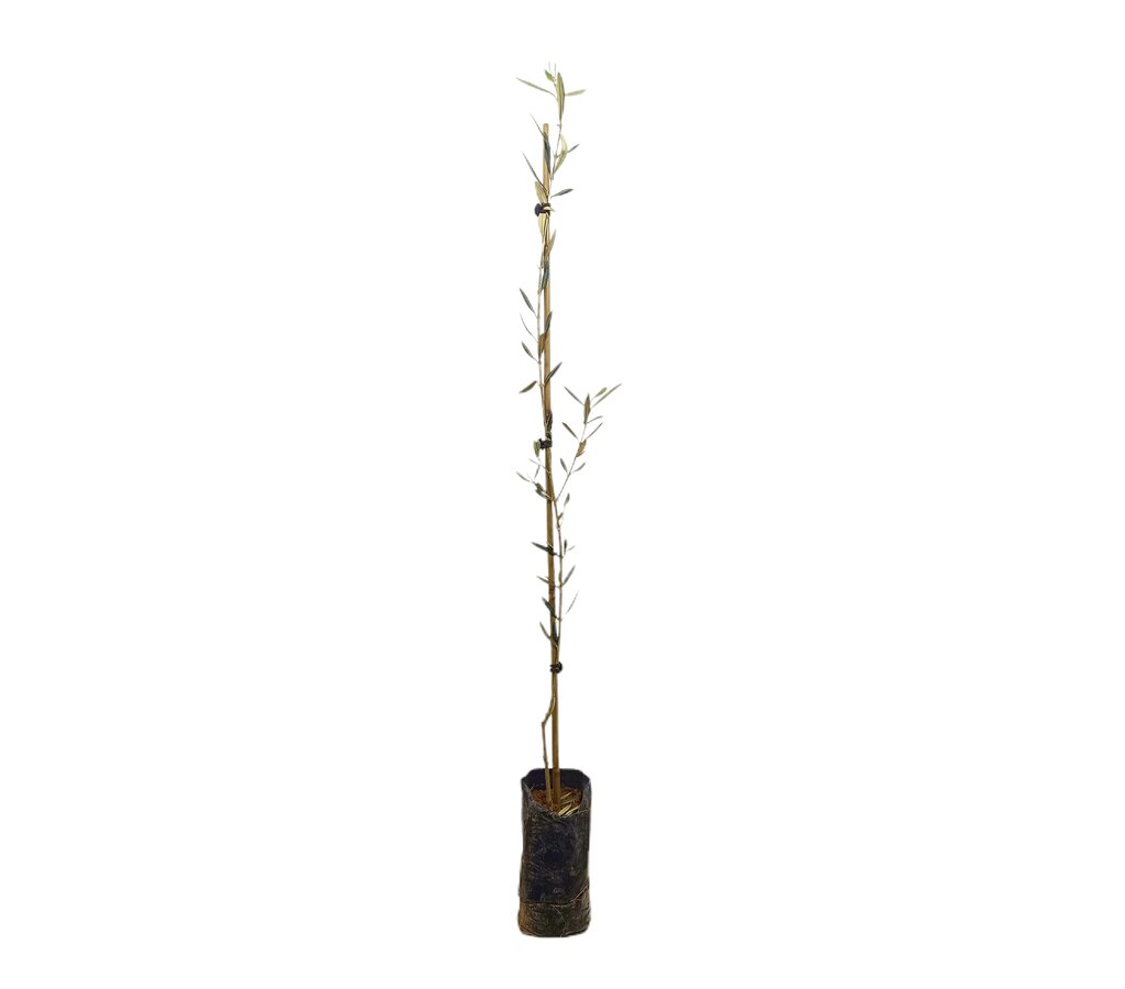 Olivo Hojiblanca Micro Bc 100cm_0
