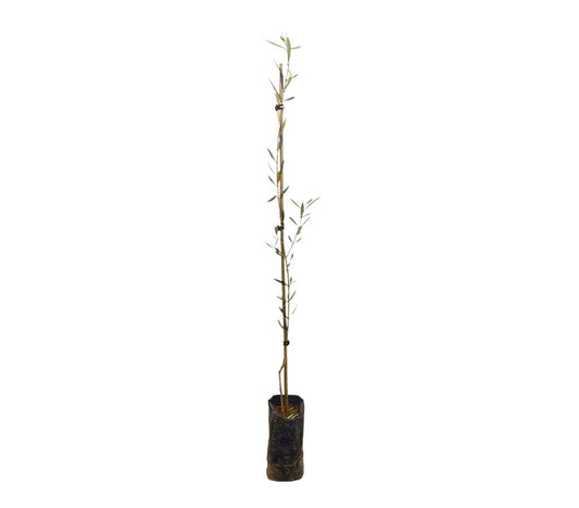 Olivo Hojiblanca Micro Bc 100cm_0