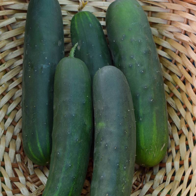 Semillas Pepino Marketmore Ecológicas Biodinámicas Demeter 2_0